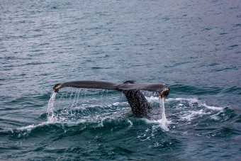 Baleine qui sonde au large d'Husavik