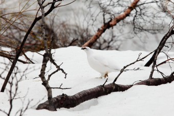 Un Lagopède dans sa parure d'hiver