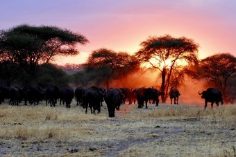 Buffles au coucher de soleil dans le Tarangire