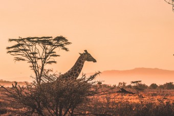 Une girafe en fin de journée dans le Serengeti
