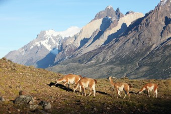 Les Cuervos del Paine et les Guanacos