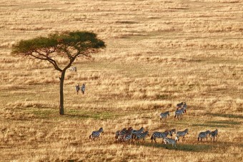 Zèbres dans le Serengeti vus du ciel