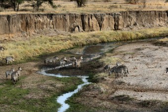 Zèbres le long de la rivière Tarangire