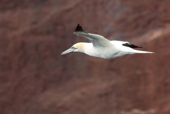 Un Fou de Bassan en vol