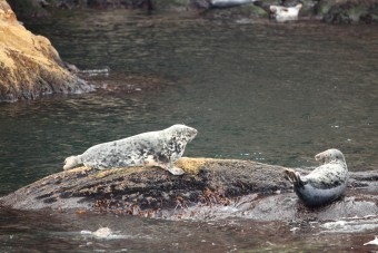 Phoques Gris se prélassant sur les rochers
