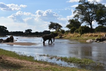 Elephant traversant la rivière Ruaha