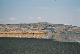 Flamants nains sur la rive Sud du lac.