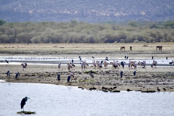 Le Parc national du lac Manyara 