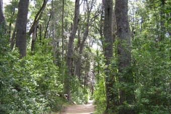 La forêt de coihues sur la péninsule de Quetrihué