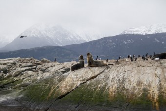 Des Lions de Mer dans le Canal de Beagle