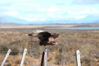 Un Caraca dans le Parc National des Glaciers