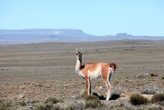Guanaco argentin