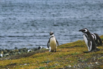 Pingouin sur l'île Magdalena