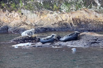 Des Phoques Gris près du cap Bon Ami