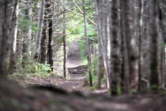 Un sentier dans les Chics-Chocs en Gaspésie