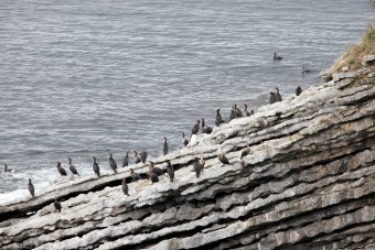 Des Cormorans se sèchent sur les rochers