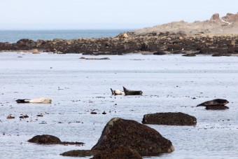 Phoques Communs dans le Parc National du Bic