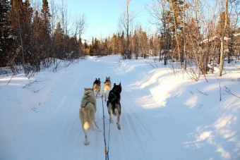 Une expérience de Musher de chiens de traineaux