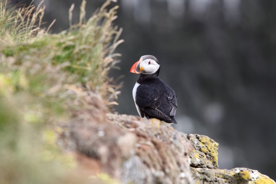 Observation de la faune en Islande