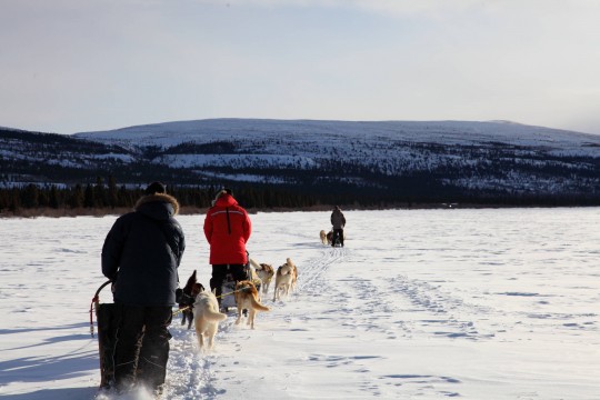Chien de traineau au Québec
